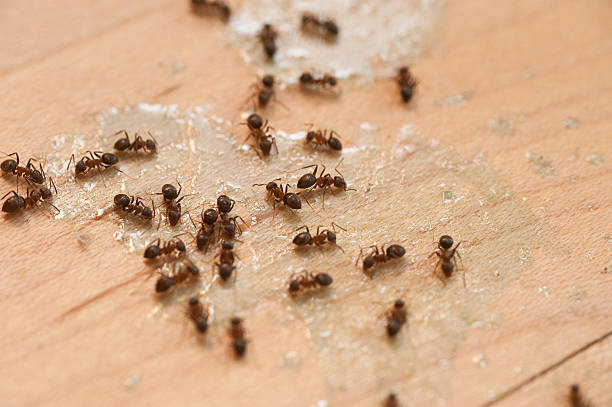Best Residential Pest Control  in Berkeley Lake, GA